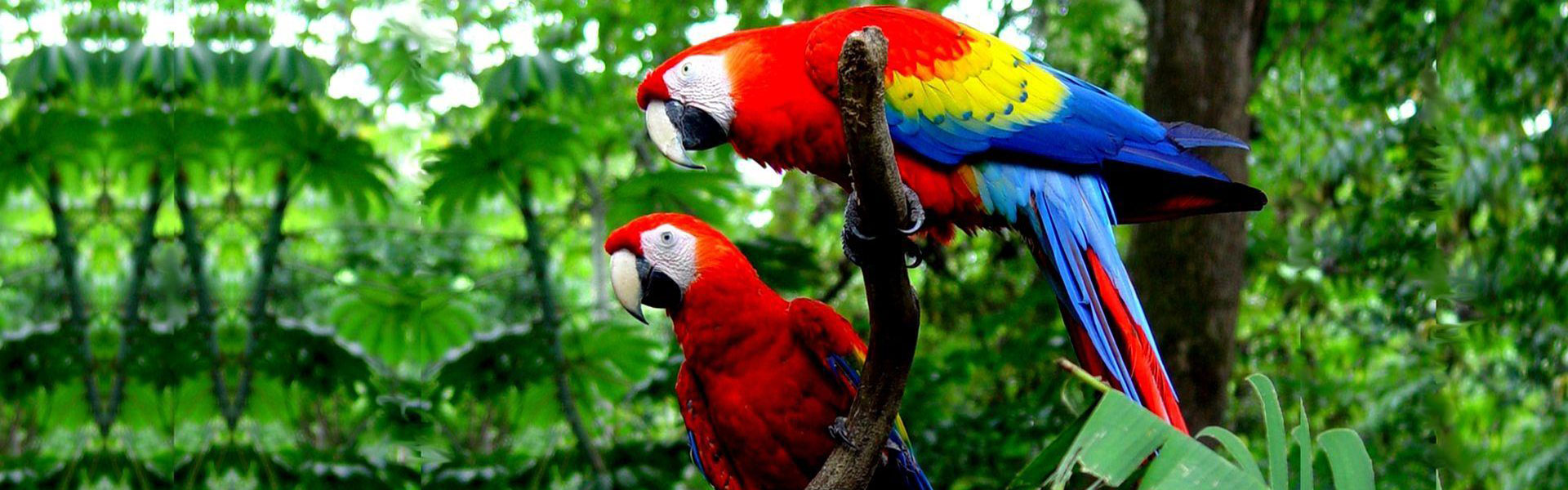 Macaws-in-kolkata.jpg