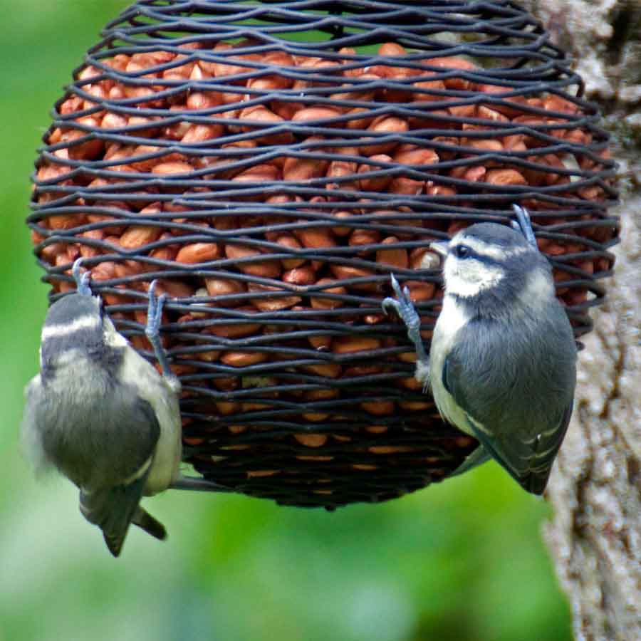 bird-feeders-for-birds-in-india