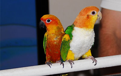 caiques-bird-for-sale-in-india