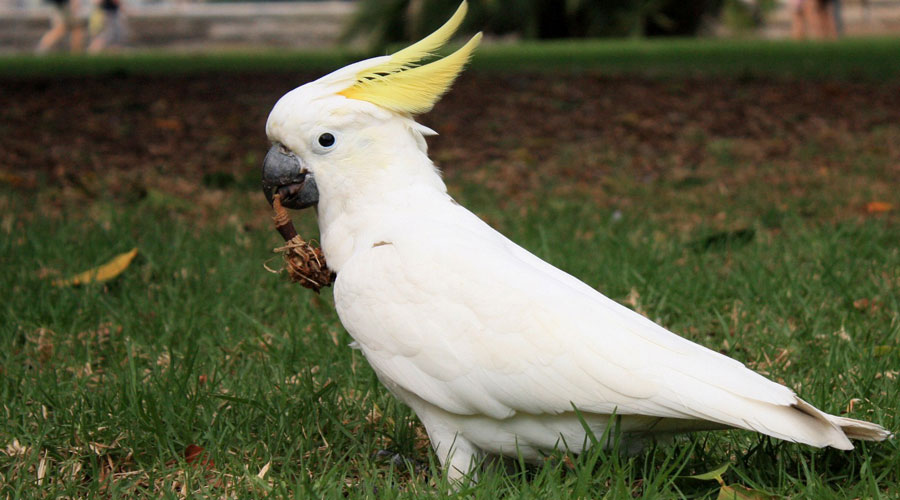 Cockatoo-Bird-For-Sale-in-Kolkata