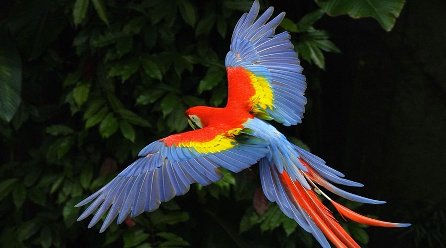 macaw-bird-for-sale-in-kolkata