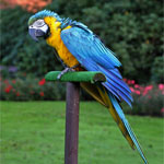 macaw-bird-for-sale-in-kolkata