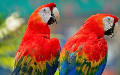 macaws-bird-for-sale-in-india