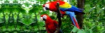 Macaws-in-kolkata.jpg