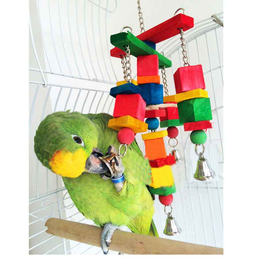 parrot-breeding-toys-treats-in-kolkata