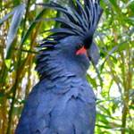 cockatoo-bird-for-sale-in-kolkata