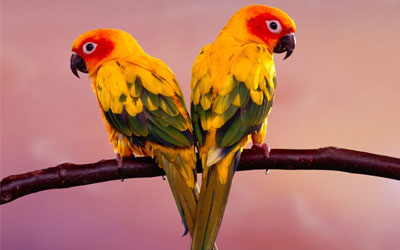 conures-bird-for-sale-in-india