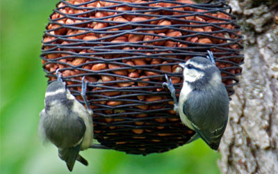 bird-feeder-for-sale-in-kolkata