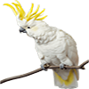 cockatoo-bird-for-sale-in-kolkata